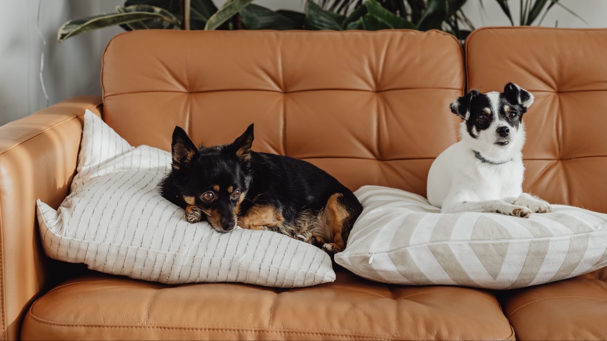 mudança com pets